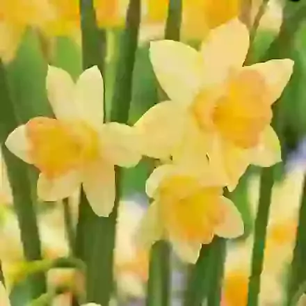Blushing Lady
